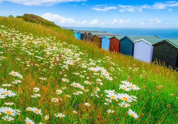 Summer daisies by the sea at Frinton-on-Sea Picture Board by Paula Tracy