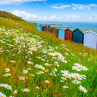 Buy canvas prints of Summer daisies by the sea at Frinton-on-Sea by Paula Tracy