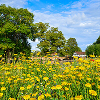 Buy canvas prints of Wildflowers in Stratford upon Avon by Paula Tracy