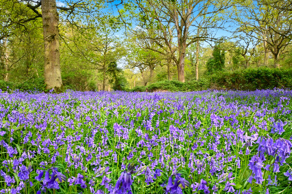 Beautiful bluebells at Weeley woods Picture Board by Paula Tracy