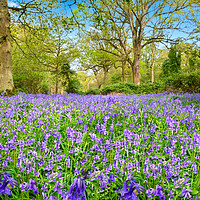 Buy canvas prints of Beautiful bluebells at Weeley woods by Paula Tracy