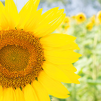 Buy canvas prints of Happy Sunflower by Paula Tracy