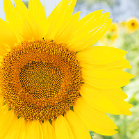 Buy canvas prints of Stunning Sunflower by Paula Tracy