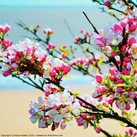 Buy canvas prints of Beautiful apple blossom in Frinton-on-Sea by Paula Tracy
