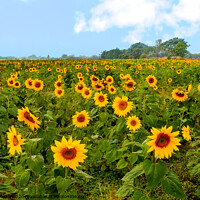 Buy canvas prints of Beautiful bright and cheery sunflower field  by Paula Tracy