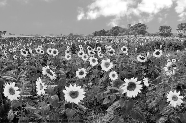 Stunning sunflower field in classic black and white Picture Board by Paula Tracy