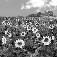 Buy canvas prints of Stunning sunflower field in classic black and white by Paula Tracy