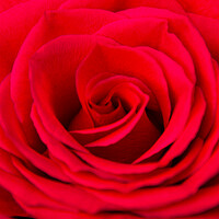 Buy canvas prints of Beautiful Red Rose by Paula Tracy