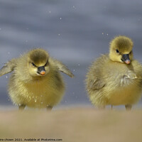 Buy canvas prints of Cheeky Little Goslings  by claire chown