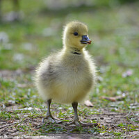 Buy canvas prints of Fluffy greylag gosling  by claire chown