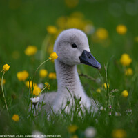 Buy canvas prints of Cygnet Amongst Buttercups  by claire chown