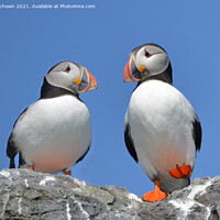 Buy canvas prints of Happy Feet by claire chown