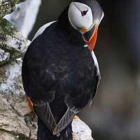 Buy canvas prints of Puffin on cliff edge by claire chown