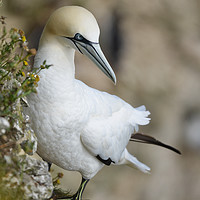Buy canvas prints of Lone northern Gannet on Cliff Side by claire chown