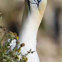 Buy canvas prints of Portrait of a Northern Gannet by claire chown