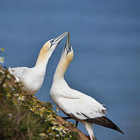Buy canvas prints of A pair of courting Northern Gannets by claire chown