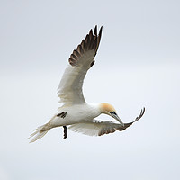 Buy canvas prints of Northern Gannet hovering by claire chown