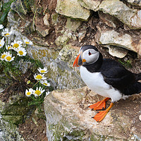 Buy canvas prints of Puffin on cliff side with daisies by claire chown