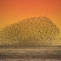 Buy canvas prints of Sunset Seabird Murmuration by claire chown