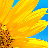Buy canvas prints of Sunflower by claire chown