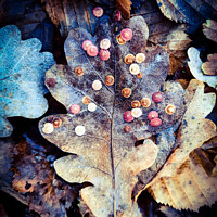 Buy canvas prints of Autumn leaf texture by claire chown