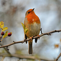 Buy canvas prints of Robin in late autumn afternoon. by claire chown