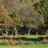 Buy canvas prints of Autumn at The Manor by claire chown