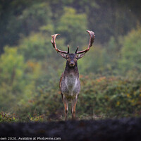 Buy canvas prints of Autumn buck in the rain. by claire chown