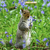 Buy canvas prints of Squirrel Amongst the Bluebells by claire chown