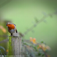 Buy canvas prints of Thoughtful Robin by claire chown