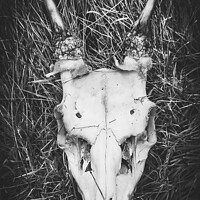 Buy canvas prints of Deer Skull by claire chown