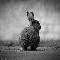 Buy canvas prints of Wild Rabbit in monochrome  by claire chown