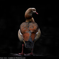 Buy canvas prints of Egyptian goose in low key by claire chown