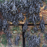 Buy canvas prints of Hanging Seaweed on Wooden Sea break by Roger Aubrey