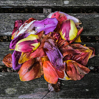 Buy canvas prints of Tulip Petals on wood by Roger Aubrey