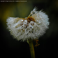 Buy canvas prints of Raindrops on a dandelion  by Roger Aubrey