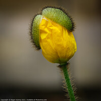 Buy canvas prints of Yellow poppy opening up by Roger Aubrey