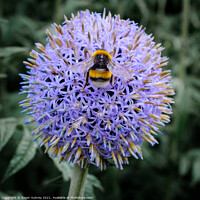 Buy canvas prints of Bee on a Globe Thistle by Roger Aubrey