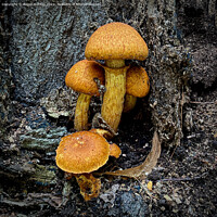 Buy canvas prints of Fungi on a tree trunk  by Roger Aubrey