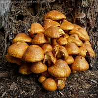 Buy canvas prints of Bright orange fungi on a decaying tree trunk  by Roger Aubrey