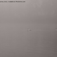 Buy canvas prints of Swans in the mist by Roger Aubrey