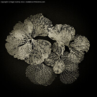 Buy canvas prints of Hydrangea petals in Lace by Roger Aubrey