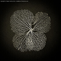 Buy canvas prints of Hydrangea lace petal by Roger Aubrey