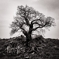 Buy canvas prints of Gnarled Tree by Roger Aubrey