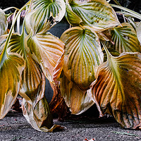 Buy canvas prints of Fading Hosta Leaves by Roger Aubrey