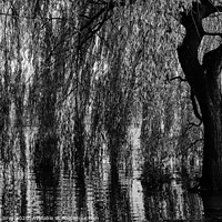 Buy canvas prints of Weeping Willow by Roger Aubrey