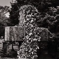 Buy canvas prints of Ivy growing on a cross by Roger Aubrey