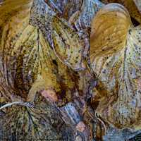 Buy canvas prints of Hosta leaves dying back by Roger Aubrey