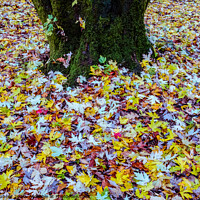 Buy canvas prints of Autumn leaves carpet by Roger Aubrey