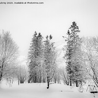 Buy canvas prints of Snow covered trees, Norway by Roger Aubrey